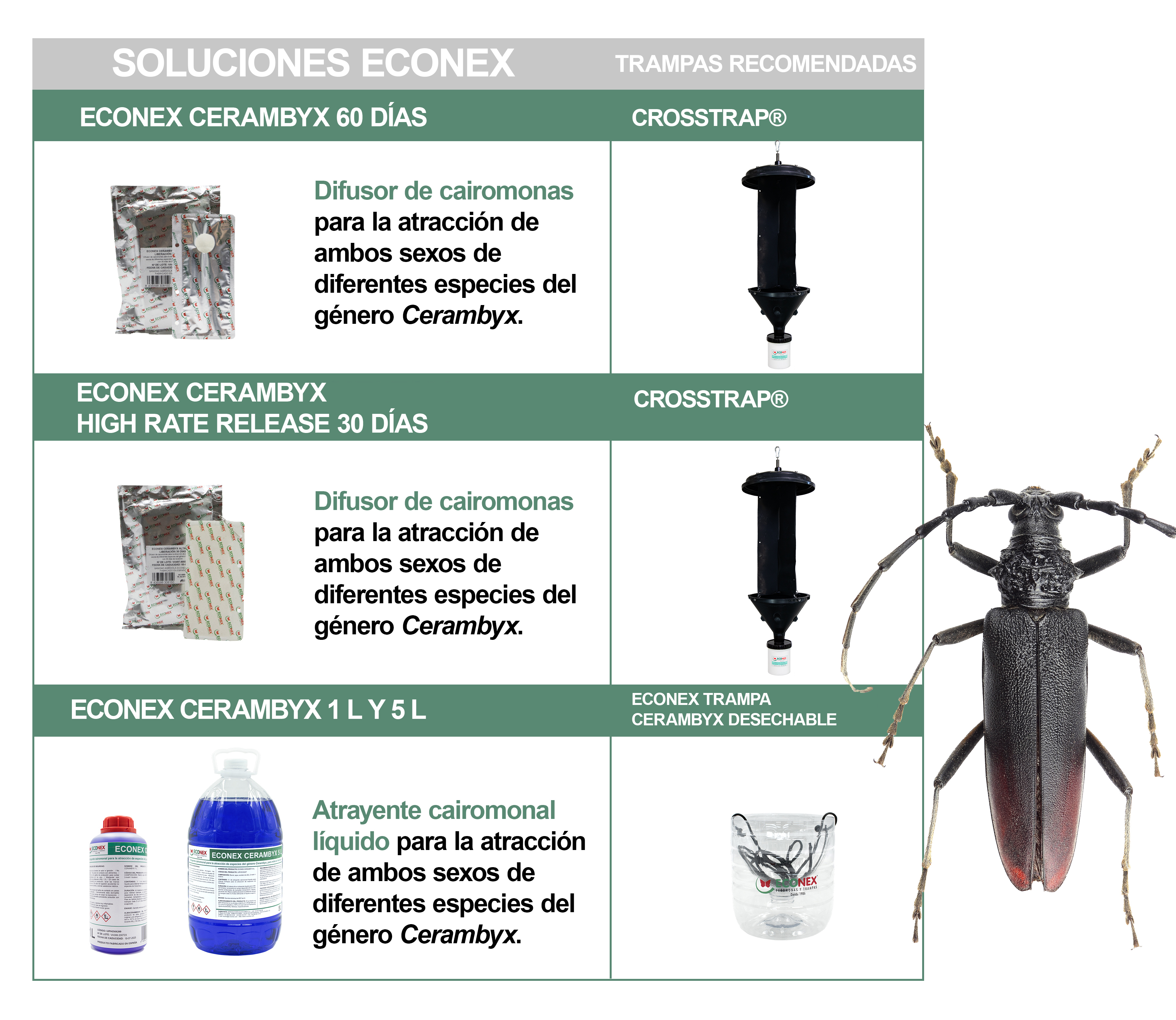 Esquema biocontrol del Cerambyx
