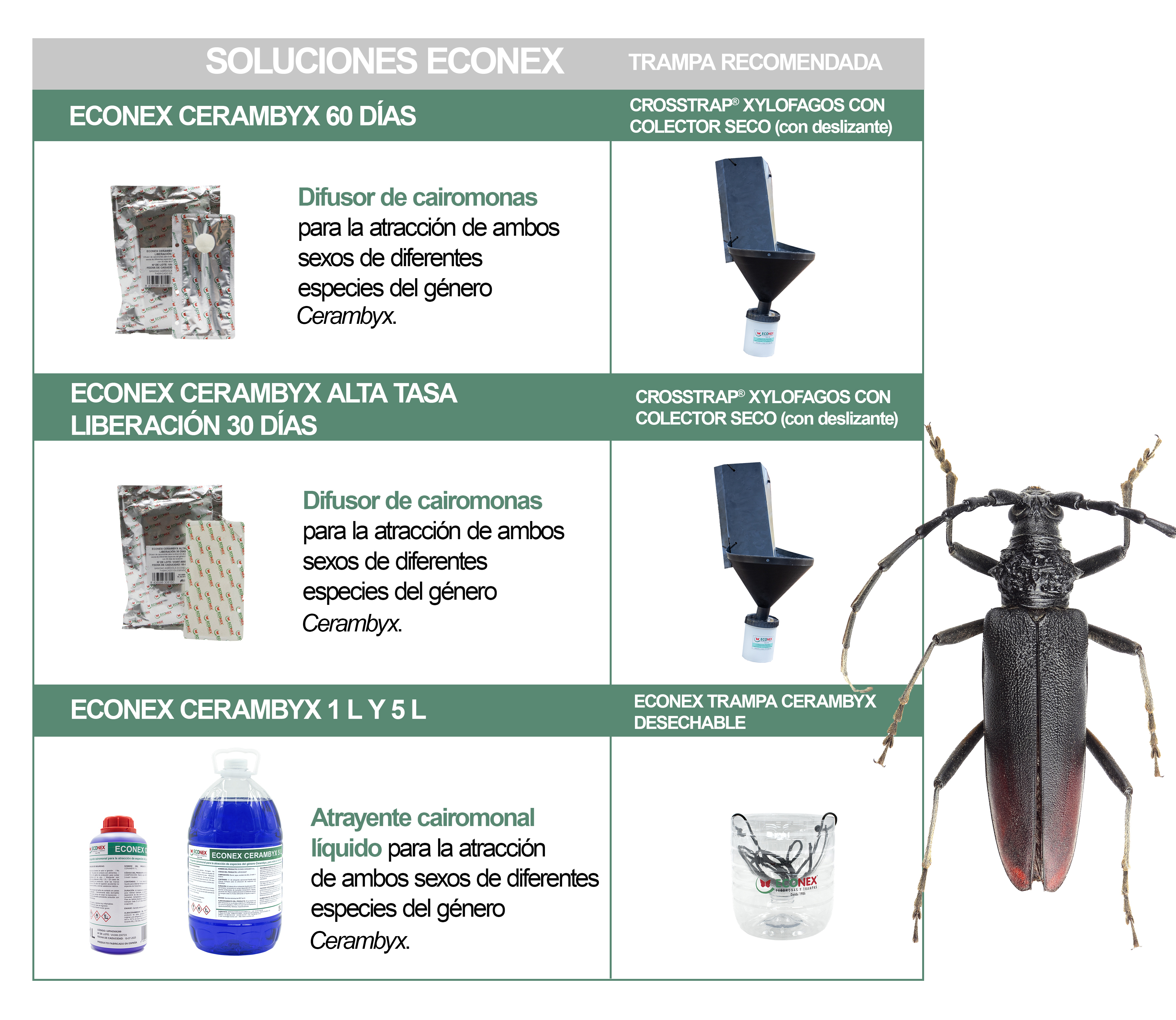 Esquema biocontrol del Cerambyx