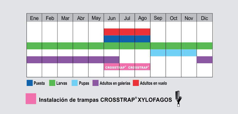 Fenologia cerambyx cerdo