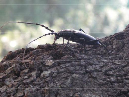 Hembra de Cerambyx cerdo colocando la puesta